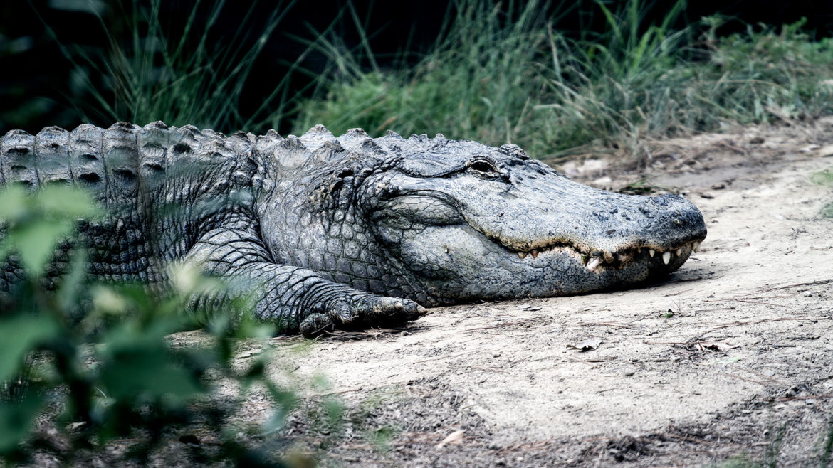 crocodile